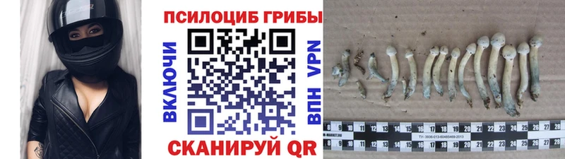 Купить  Татарск  Галлюциногенные грибы Psilocybe 